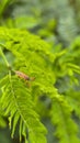 Macro of Assassin Bug Predator Perched on Green Leaf. Royalty Free Stock Photo