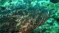 Macro Epinephelus itajara Guasa grouper underwater.