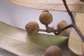 Macro Australian Eucalyptus Leaves and Gum Nuts