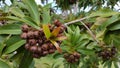 Macro Australian Eucalyptus Tree Gum Nuts Royalty Free Stock Photo