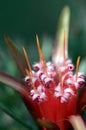 Macro of Australian native Mountain Devil flower, Lambertia formosa