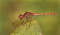 Macro in autumn from a dragonfly called common darter