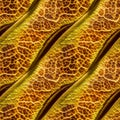 Macro autumn foliage. Yellow leaf texture close up. AI generative illustration