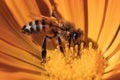 Macro of a autumn honey bee (Apis mellifera) feeding on an orange flower Royalty Free Stock Photo