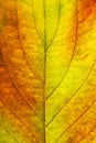 Macro of autumn leaf