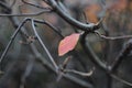 Macro autumn leaf on the bush Royalty Free Stock Photo