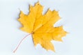 Macro autumn leaf Royalty Free Stock Photo