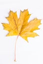 Macro autumn leaf