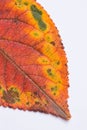 Macro autumn leaf Royalty Free Stock Photo