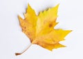 Macro autumn leaf Royalty Free Stock Photo