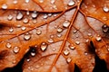 Macro autumn orange leaf texture. Selective focus.