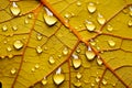 Macro autumn yellow leaf texture. Selective focus.