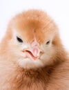 Macro of Baby Easter Chick Royalty Free Stock Photo