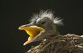 Macro Baby Robin in Nest Royalty Free Stock Photo