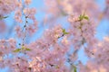 Macro background of blooming pink Japanese Cherry Blossoms Royalty Free Stock Photo
