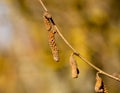 macro background closeup hazel blossom allergy season starts