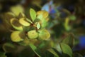 Macro background of delicate green yellow barberry leaves