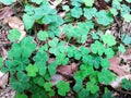 Macro background forest ground with wonderful green clover Royalty Free Stock Photo