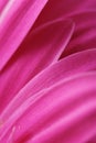 Macro background of gerbera flower