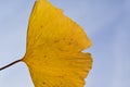 Macro background Japanese Autumn Yellow Ginkgo leaf Royalty Free Stock Photo