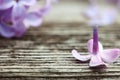 Macro background of lilac flowers on old dark wooden surface Royalty Free Stock Photo