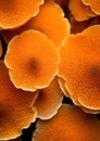 Macro background background nature pattern closeup coral