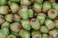 Macro background of oak tree acorns