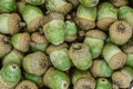 Macro background of oak tree acorns Royalty Free Stock Photo