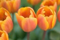 Macro background of orange & yellow colored spring Tulip flowers Royalty Free Stock Photo