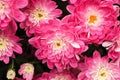 Macro background of pink and white garden mums Royalty Free Stock Photo