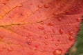 Macro background texture of rain water drops on autumn cherry leaf Royalty Free Stock Photo