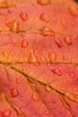 Macro background texture of rain water drops on autumn cherry leaf Royalty Free Stock Photo