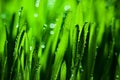 Macro. Background, water drops on the green grass. Desktop background. Selective focus. Royalty Free Stock Photo