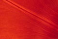 Macro backlit tulip petal photo