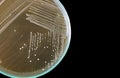 Macro of bacteria on petri dish isolated on black background