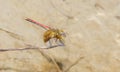 Macro of a Band-winged Meadowhawk Dragonfly Sympetrum semicinctum Royalty Free Stock Photo