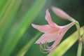 Macro of Barbados lily flower with beautiful blur background.