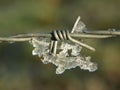 Macro of barbed wire with ice Royalty Free Stock Photo