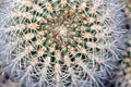 Macro of Barrel Cactus