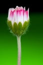 Daisy bud on green background