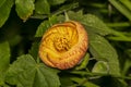 Macro of a beautiful Abutilon Pictum (Redvein Abutilon) flower Royalty Free Stock Photo