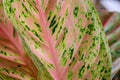 Macro Beautiful aglaonema ornamental Dark pink and green leaves