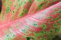 Macro of Beautiful aglaonema ornamental Dark pink and green lea