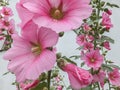 Macro beautiful Alcea rosea, Pink Malva or Hollyhock in the garden. Tall flower Hollyhock with huge flowers