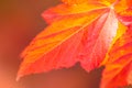 Macro of Beautiful Autumn leaves on defocused background