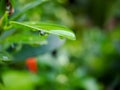 macro Beautiful big morning dew drop in nature, selective focus. Transparent clean water drops on a leaf. natural green blur Royalty Free Stock Photo