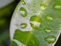 macro Beautiful big morning dew drop in nature, selective focus. Transparent clean water drops on a leaf. natural green blur Royalty Free Stock Photo