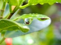 Sambucus is a genus of flowering plants in the Adoxaceae family. The various species are commonly called elderberries or