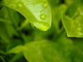 macro Beautiful big morning dew drop in nature, selective focus. Transparent clean water drops on a leaf. natural green blur Royalty Free Stock Photo