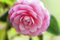 Pink camellia flower Royalty Free Stock Photo